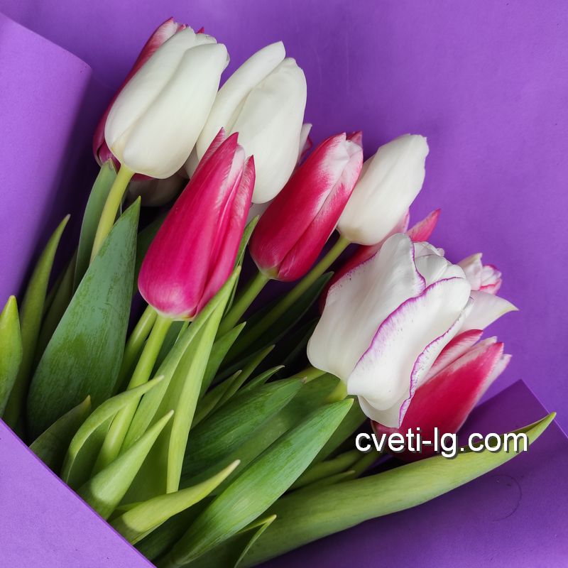 купить тюльпаны в Луганске