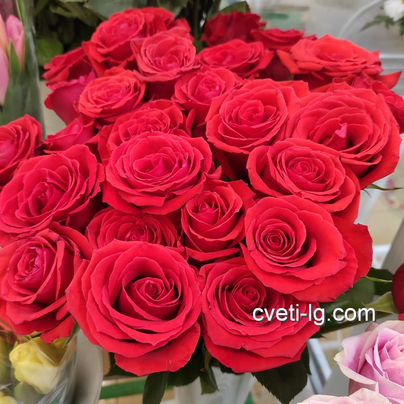 доставка цветов Луганск алые розы