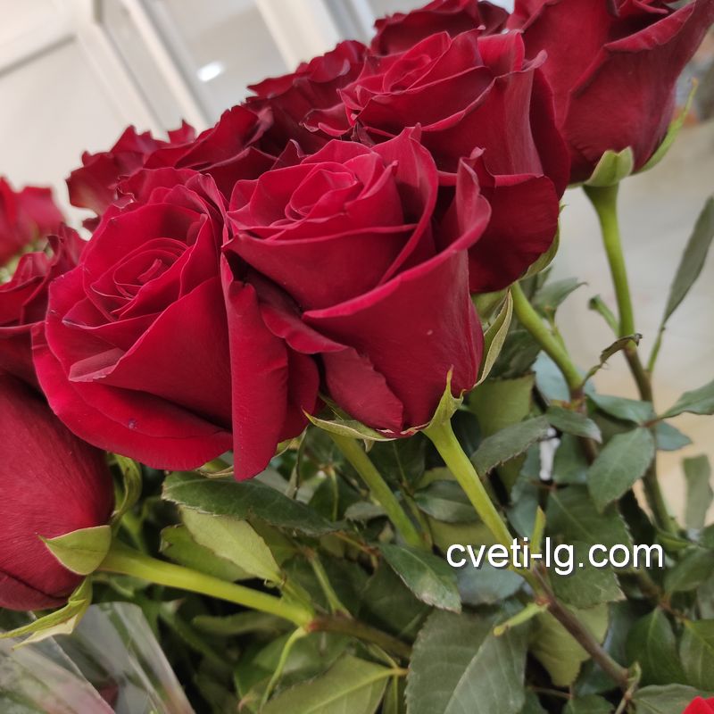 доставка цветов Луганск роза