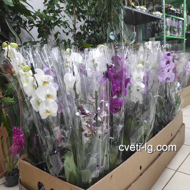 орхидеи купить в Луганске