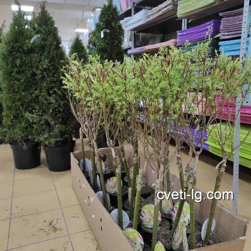 магазин растений Луганск